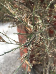 Uresiphita ornithopteralis