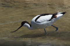 Recurvirostra avosetta