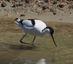 Recurvirostra avosetta