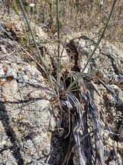 Delphinium parishii subglobosum