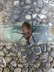 Carabus ulrichii