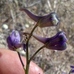 Delphinium parishii subglobosum