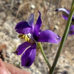 Delphinium parishii subglobosum