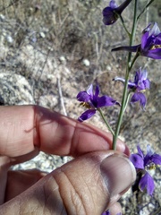 Delphinium parishii subglobosum