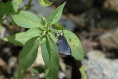 Pholisora mejicanus