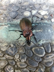 Carabus ulrichii