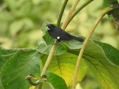 Sporophila crassirostris