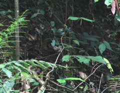 Cnemotriccus fuscatus