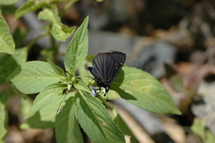 Pholisora mejicanus