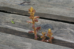 Orobanche laxissima