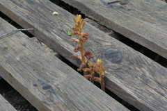 Orobanche laxissima