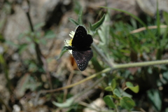 Pholisora mejicanus