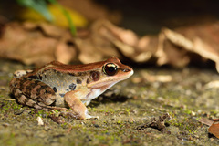 Broad-Folded Frog photo 2