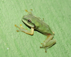 Hyla annectans