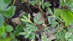 Puccinia erigeniae