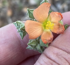 Sphaeralcea pedatifida