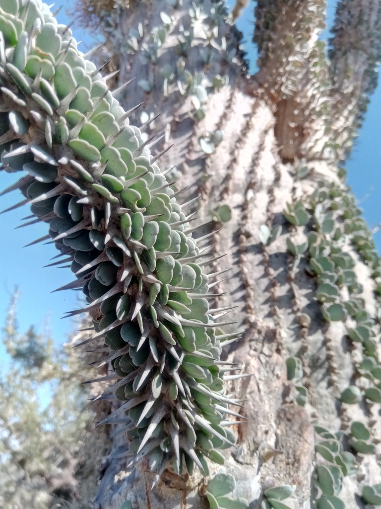 Alluaudia montagnacii