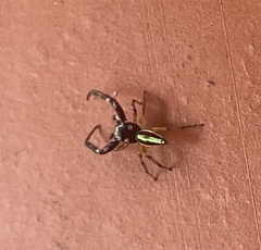 Lurio conspicuus
