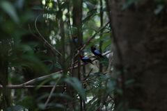 Chiroxiphia pareola