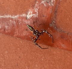 Lurio conspicuus