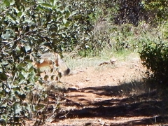 Lycalopex culpaeus culpaeus