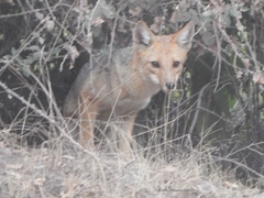 Lycalopex culpaeus culpaeus