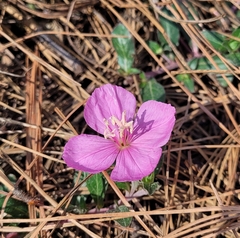 Oenothera deserticola