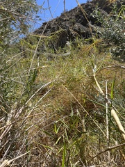 Phragmites australis berlandieri