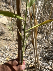Phragmites australis berlandieri