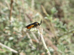 Sphacophilus argutus