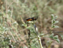 Sphacophilus argutus