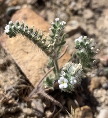 Johnstonella