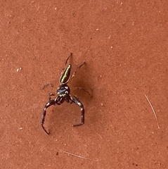 Lurio conspicuus