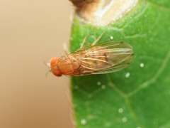Drosophila tripunctata