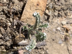 Johnstonella
