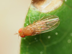 Drosophila tripunctata