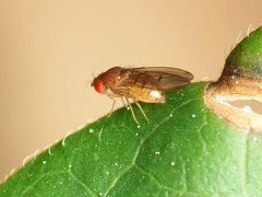 Drosophila tripunctata