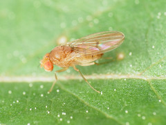 Drosophila tripunctata