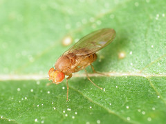 Drosophila tripunctata