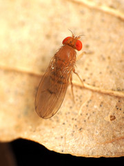 Drosophila tripunctata