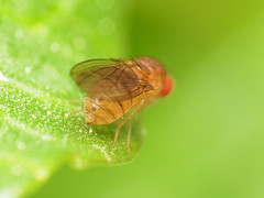 Drosophila tripunctata