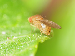 Drosophila tripunctata