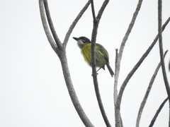 Todirostrum nigriceps