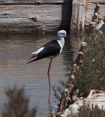 Himantopus himantopus