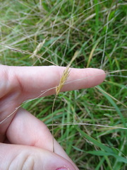 Anthosachne kingiana multiflora