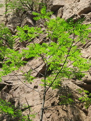 Toxicodendron vernicifluum