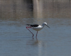 Himantopus himantopus