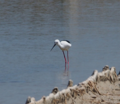 Himantopus himantopus
