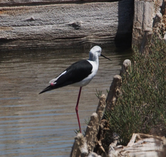 Himantopus himantopus