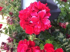 Pelargonium